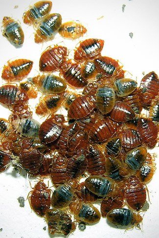 bed_bugs bed_bugs