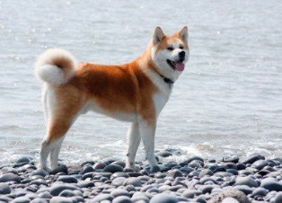 dog breeds akita