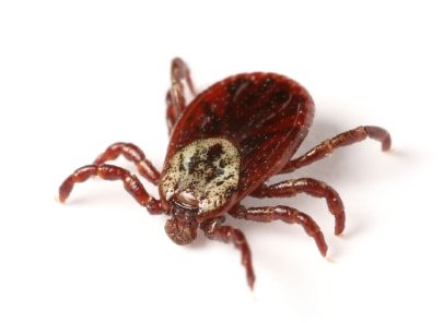 lyme-disease-health-insurance