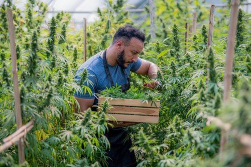 Cannabis business insuranace