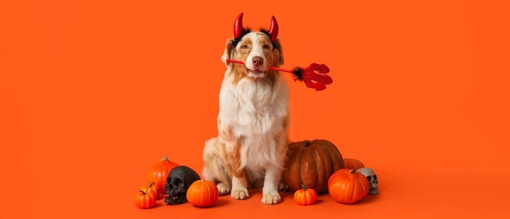 Halloween 2025 Cute Puppy