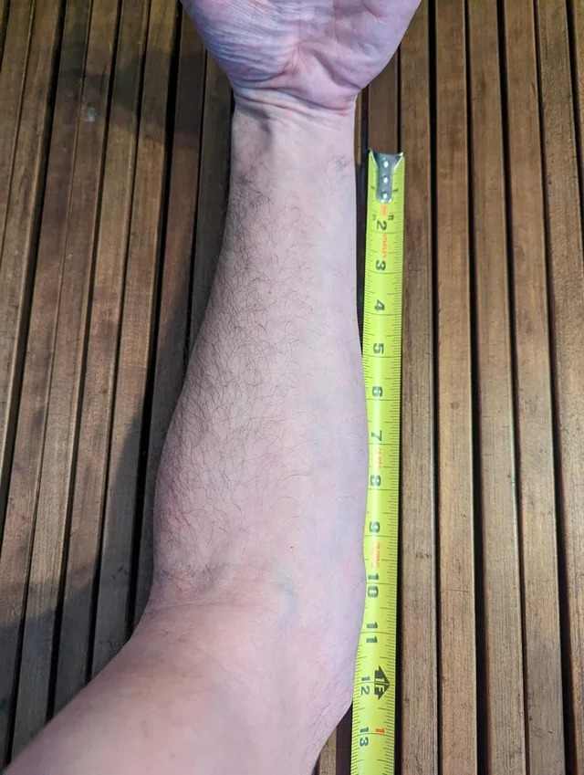 Length of Adult Forearm